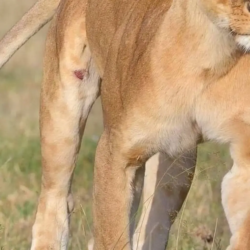 Explore Lake Manyara National Park Full-Day Tour from Arusha for 1 days with  Travel Africa Safari Agency and discover unforgettable experiences - Photo 2