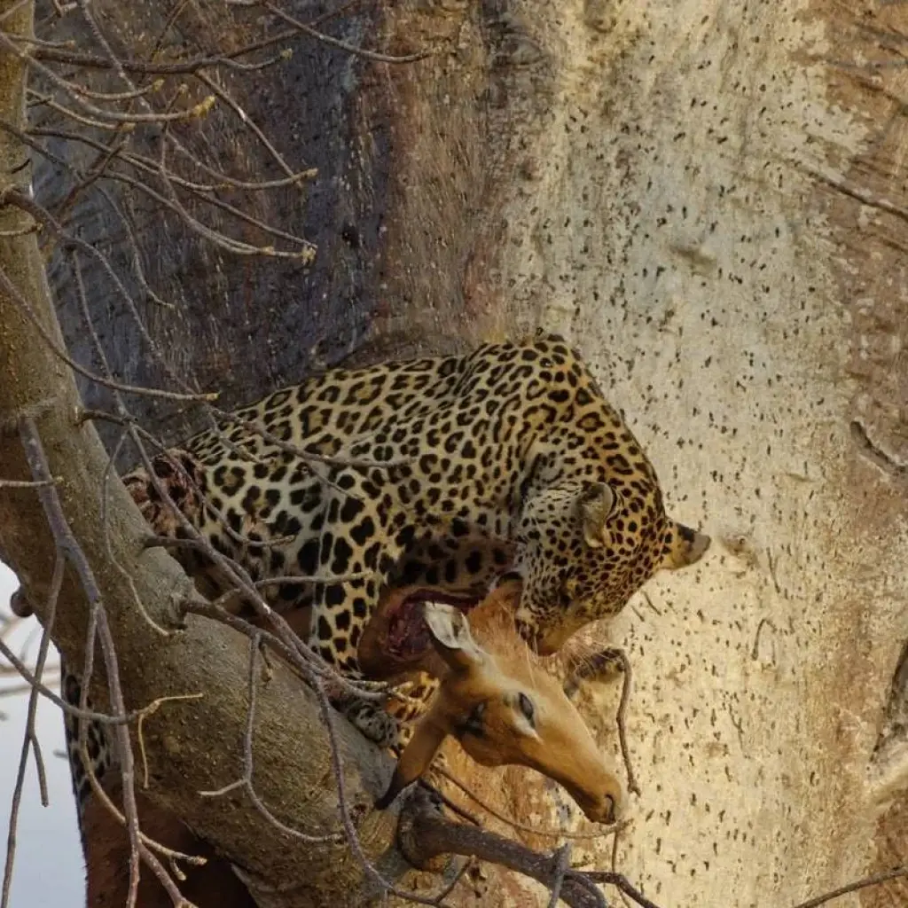 Explore 5-Day Tanzania Luxury Safari with Balloon in Serengeti for 5 days with  Travel Africa Safari Agency and discover unforgettable experiences - Photo 2