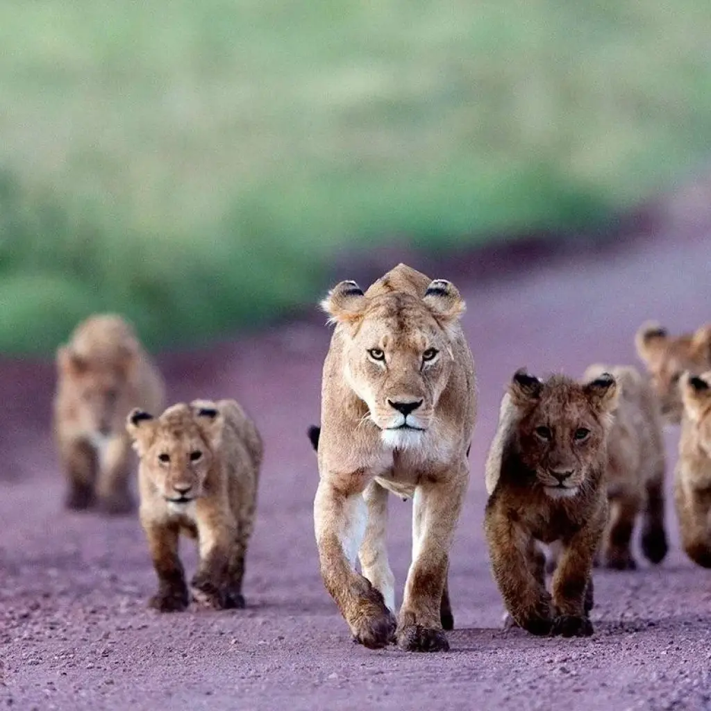 Explore Full-Day Trip to Ngorongoro Crater From Arusha Town for 1 days with  Travel Africa Safari Agency and discover unforgettable experiences - Photo 2