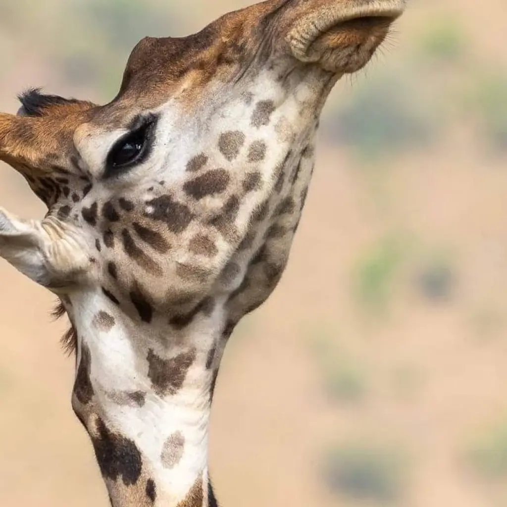 Explore Full Day Tour  to Tarangire National Park for 1 days with  Travel Africa Safari Agency and discover unforgettable experiences - Photo 2