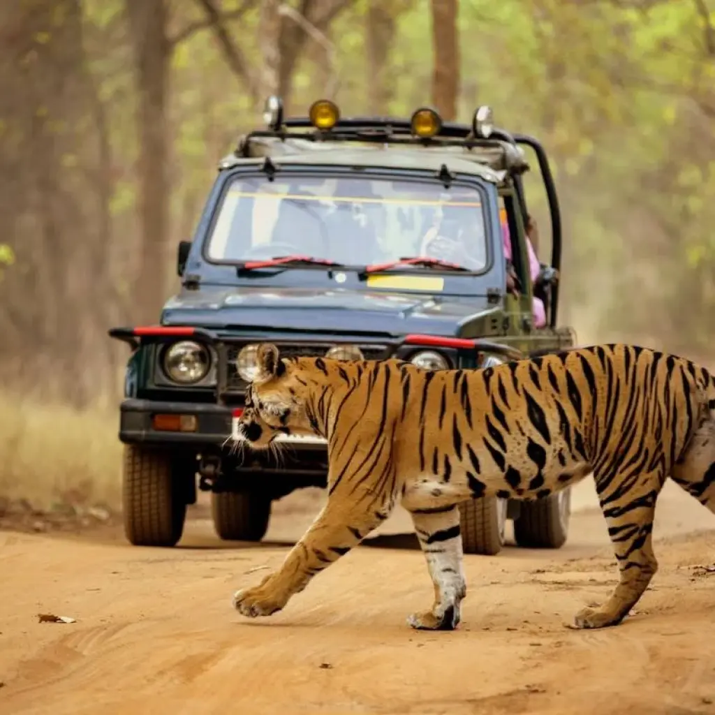 Explore Golden Triangle Tour with Ranthambore Tiger safari  & Varanasi!! for 7 days with  Taj Voyages Tours  and discover unforgettable experiences - Photo 2