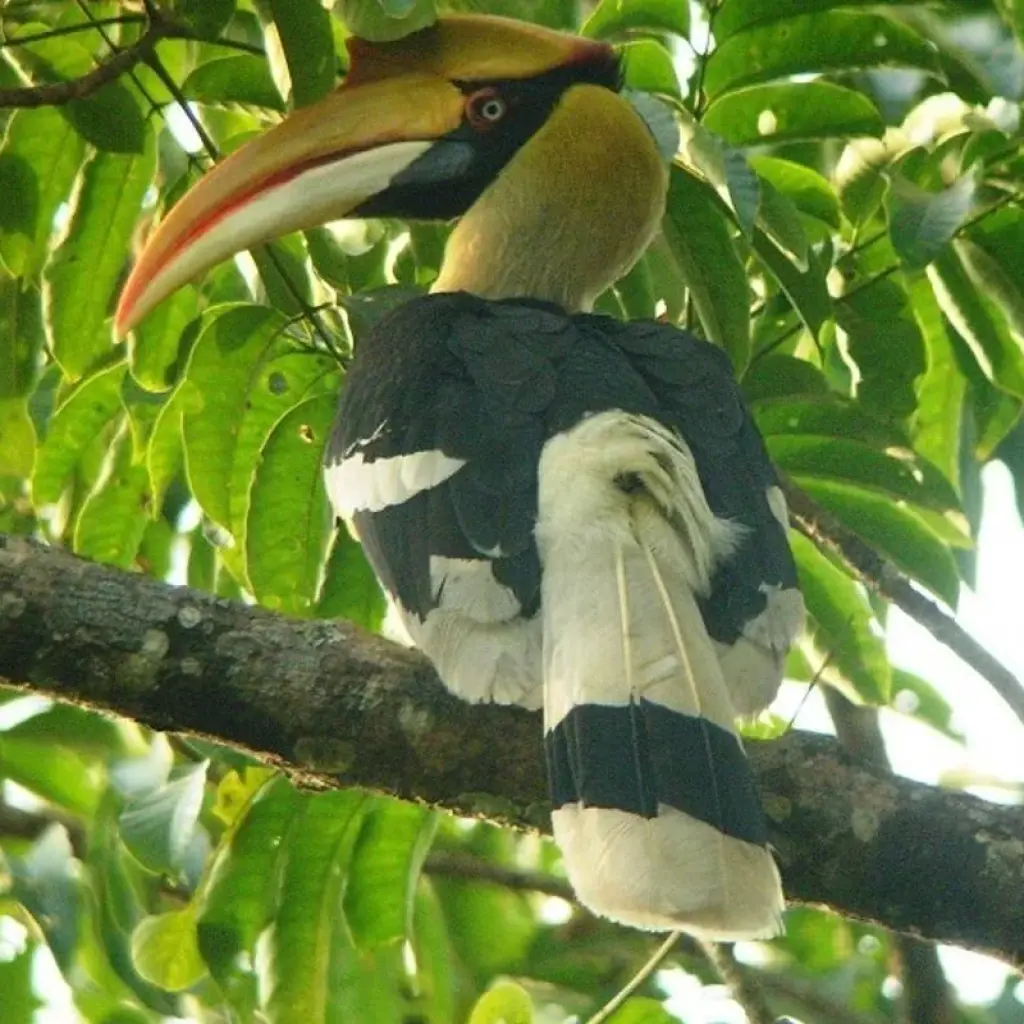 Explore Jim Corbett Tiger Safari Tour with Accommodations!! for 4 days with  Taj Voyages Tours  and discover unforgettable experiences - Photo 2