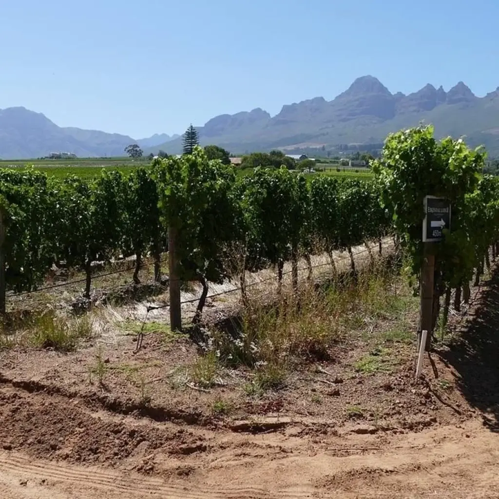 Explore Cape Town's Culture and Cuisine, Private tour for 5 days with ATC Group and discover unforgettable experiences - Photo 4