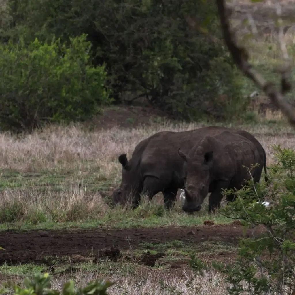 Explore Maasai and Migration for 11 days with Absolute Africa and discover unforgettable experiences - Photo 2