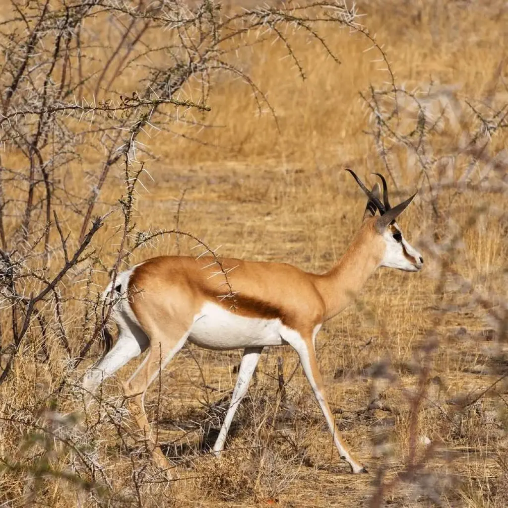 Explore The Big Six for 54 days with Absolute Africa and discover unforgettable experiences - Photo 2