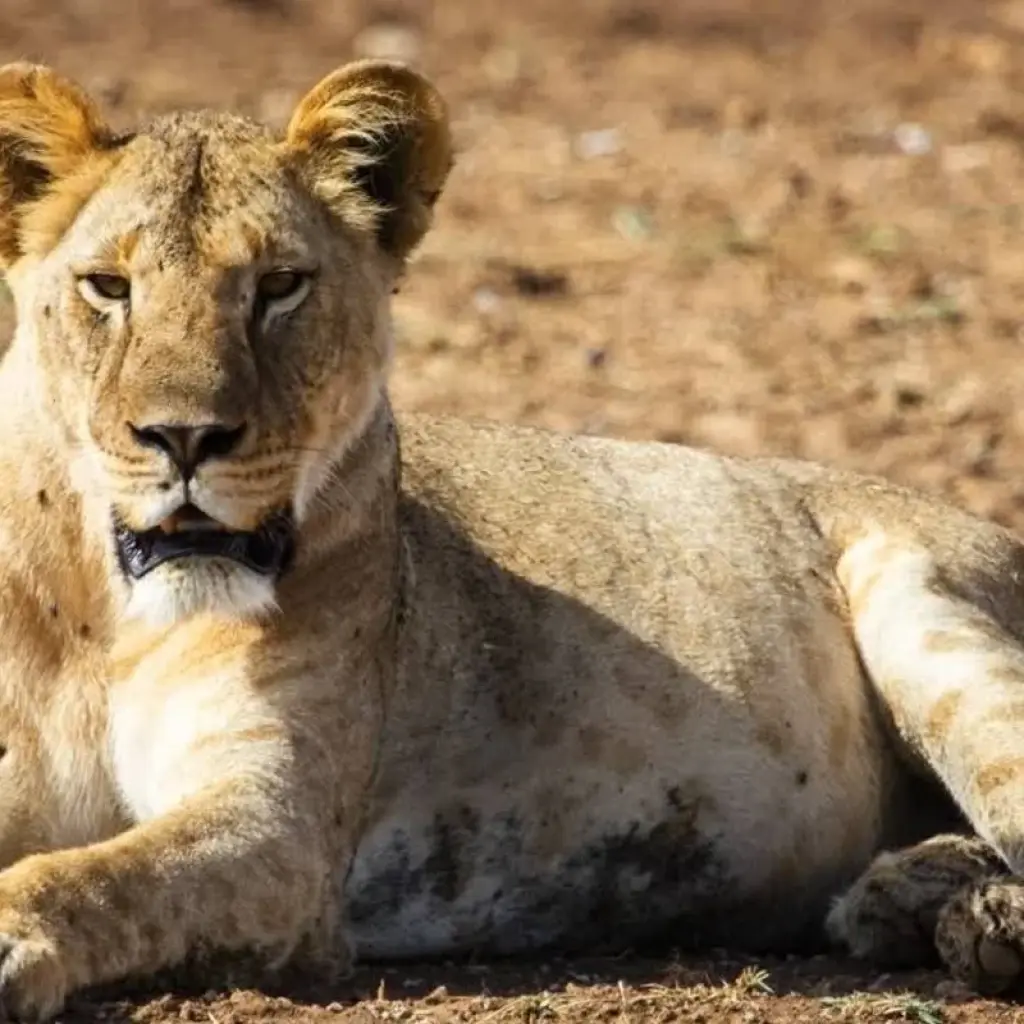 Explore Kili Trek and Safari for 13 days with Absolute Africa and discover unforgettable experiences - Photo 2