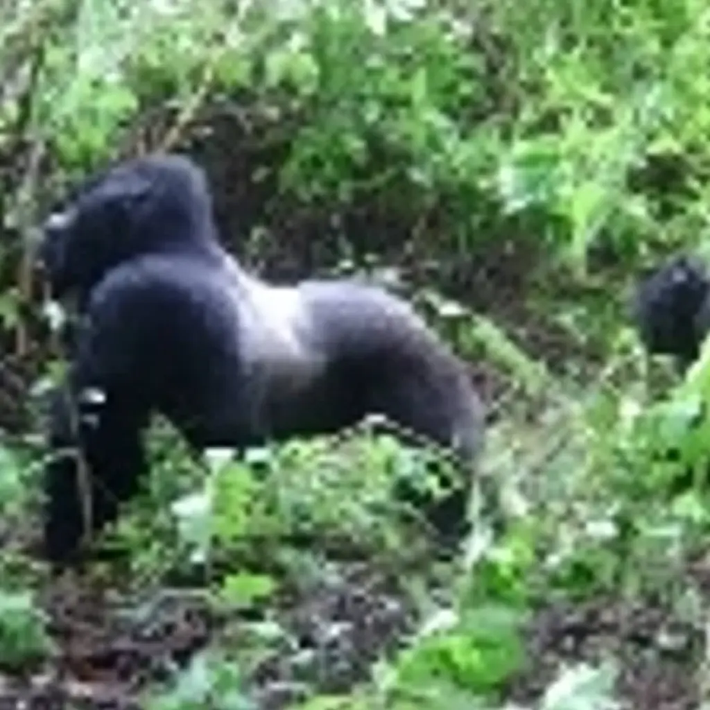 Explore Wildlife Encounter (Reverse) for 13 days with Absolute Africa and discover unforgettable experiences - Photo 2