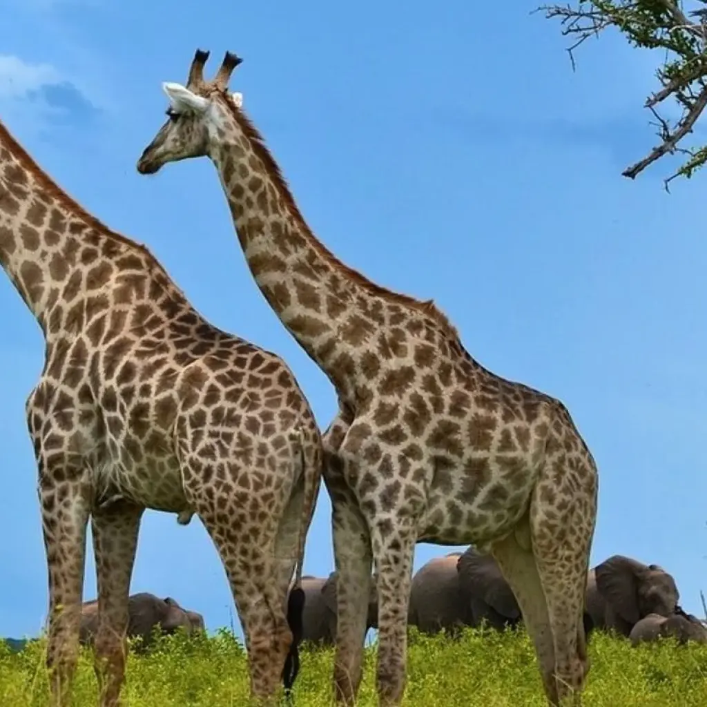 Explore 4-day Kruger Safari (Accommodated) for 4 days with Acacia Adventure Holidays and discover unforgettable experiences - Photo 2