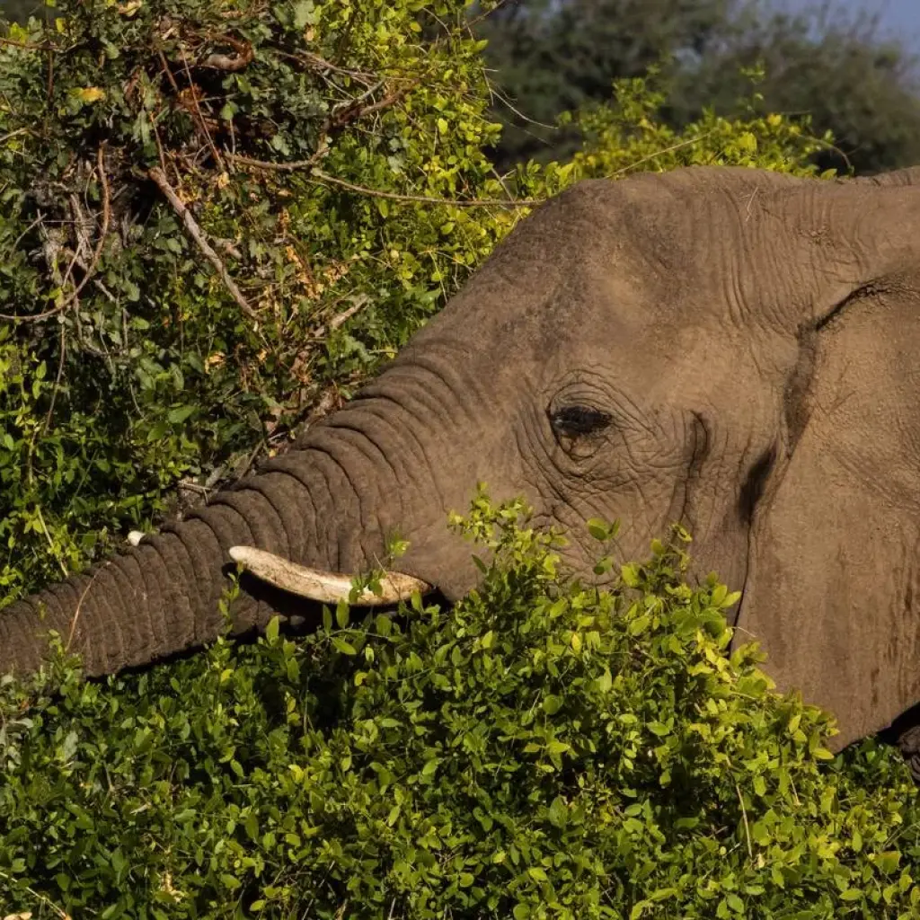 Explore 34-day Zanzibar to Cape Town (Accommodated) for 34 days with Acacia Adventure Holidays and discover unforgettable experiences - Photo 2