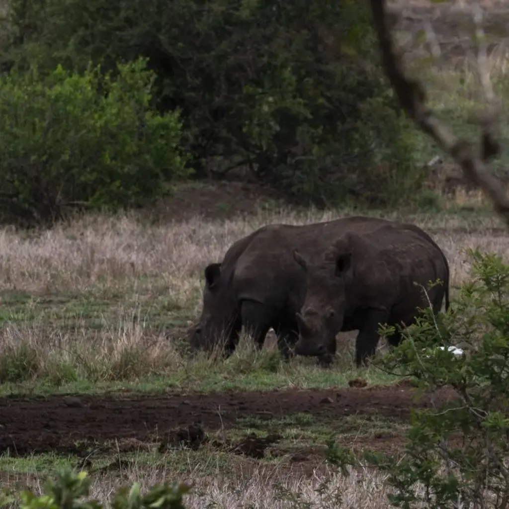 Explore 7-day Kruger & Matobo Rhino Encounter (Accommodated) for 7 days with Acacia Adventure Holidays and discover unforgettable experiences - Photo 2
