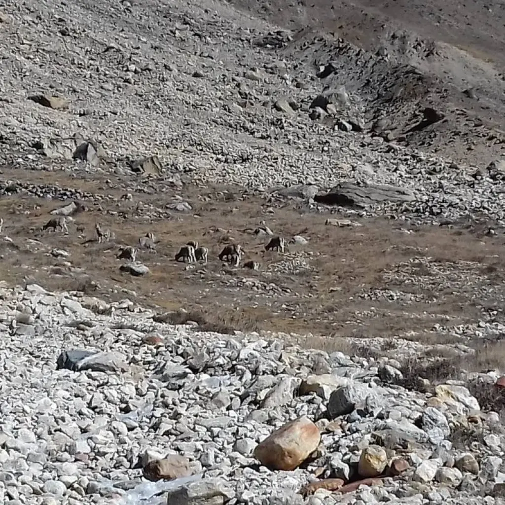 Explore Kanchenjunga Circuit Trekking for 24 days with Accessible Adventure Pvt. Ltd and discover unforgettable experiences - Photo 2