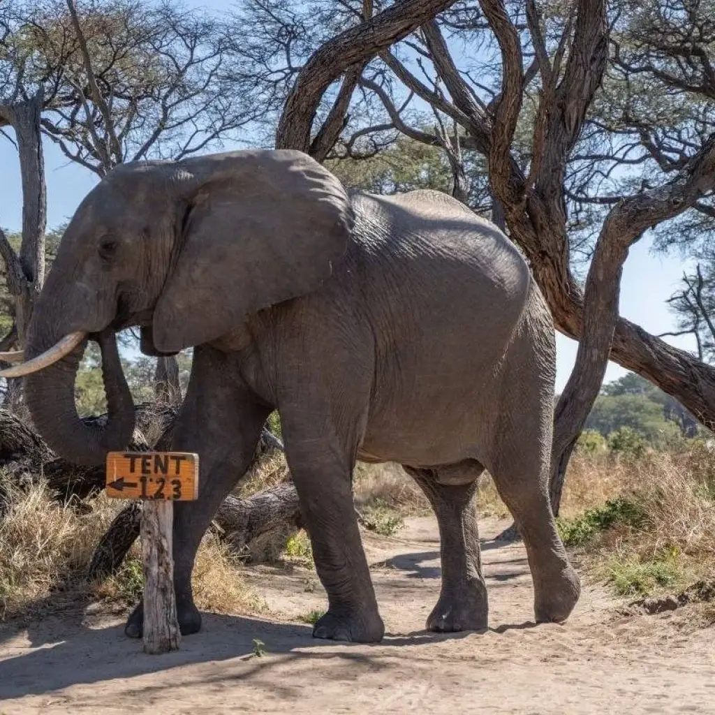 Explore 20-Day Adventure of Beaches, Safaris, and Cultural Wonders for 20 days with Across Africa Tours & Travel and discover unforgettable experiences - Photo 2