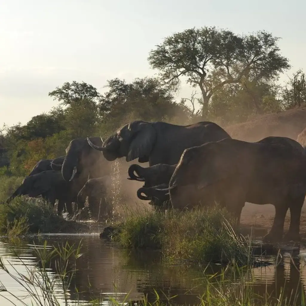 Explore Ultimate South Africa Golf and Safari Adventure 12 Days /11 Nights for 12 days with Across Africa Tours & Travel and discover unforgettable experiences - Photo 2