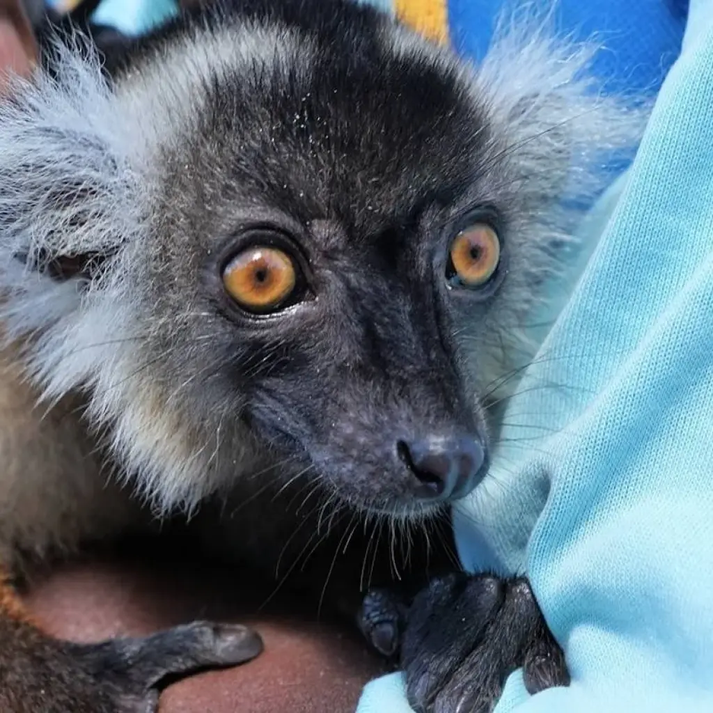 Explore Madagascar Nosy Be Experience for 6 Days/5 Nights for 6 days with Across Africa Tours & Travel and discover unforgettable experiences - Photo 2