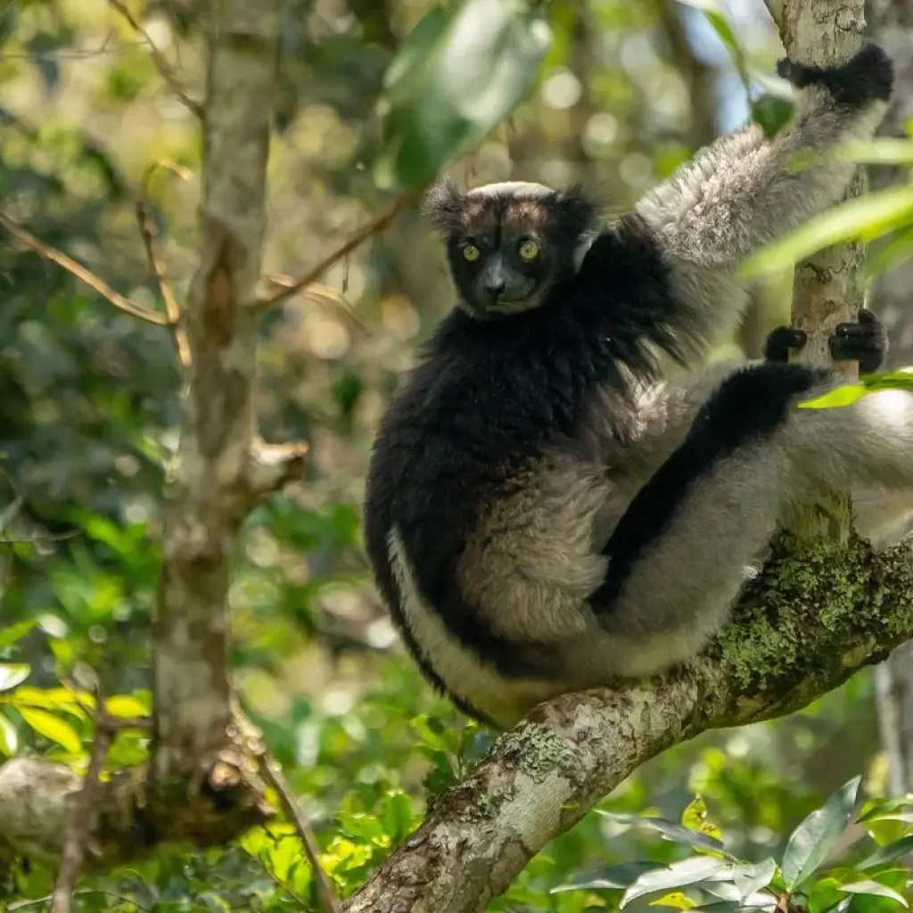 Explore Ranomafana National Park & Antisirabe Safari 5Days/4Nights for 5 days with Across Africa Tours & Travel and discover unforgettable experiences - Photo 2