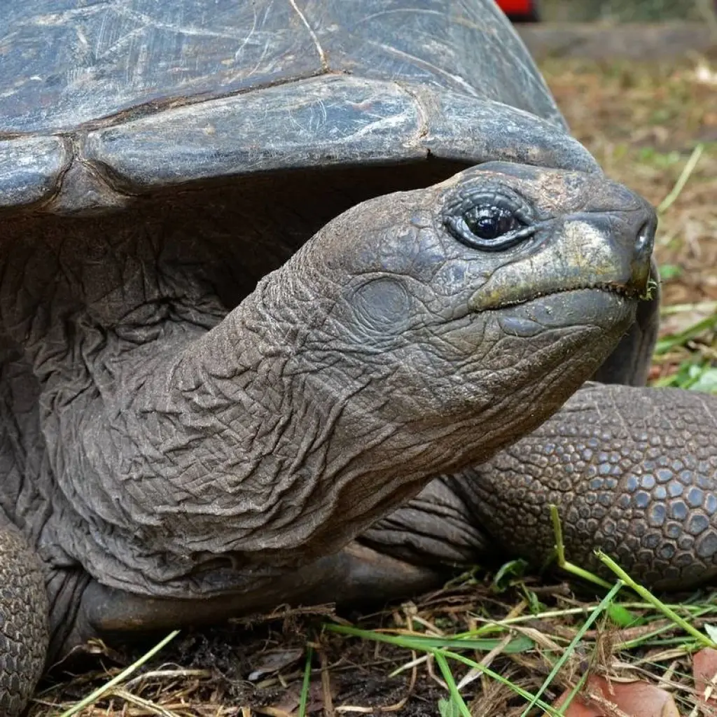 Explore Seychelles Experience 4D/3N ) for 4 days with Across Africa Tours & Travel and discover unforgettable experiences - Photo 2