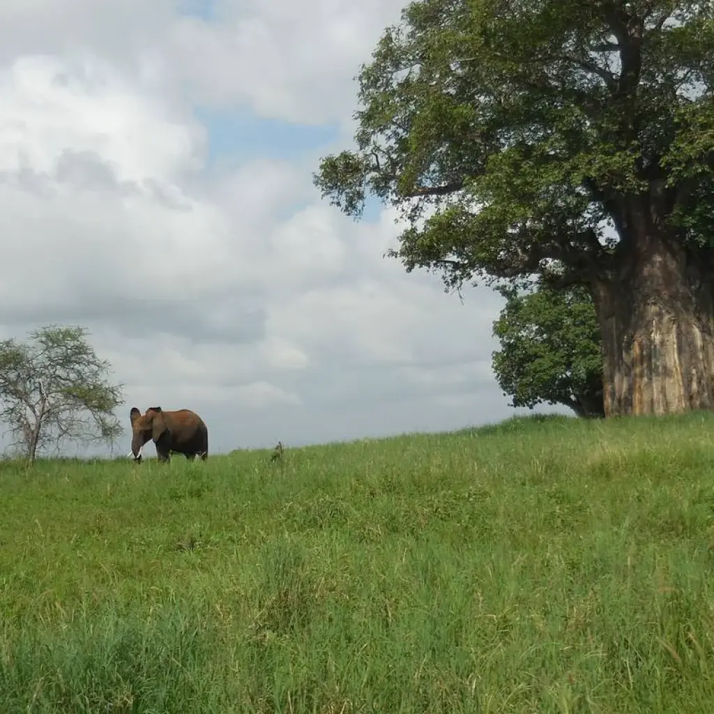 Explore 3 Days The Pride Land's Safari for 3 days with Adventure Makers Tanzania and discover unforgettable experiences - Photo 2