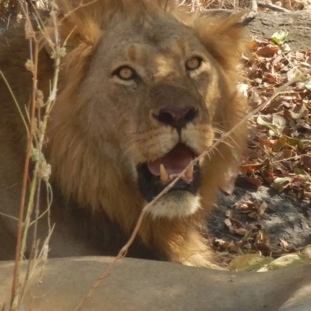 Explore 9 Days Jewels of Southern Tanzania Fly In Safari for 9 days with Adventure Makers Tanzania and discover unforgettable experiences - Photo 2