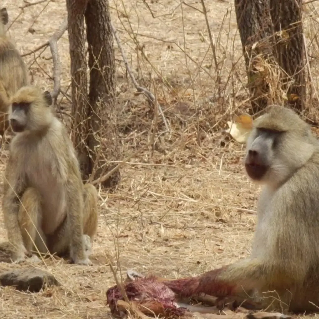 Explore 5 Days Fly In Selous - away from everything and everyone for 5 days with Adventure Makers Tanzania and discover unforgettable experiences - Photo 2