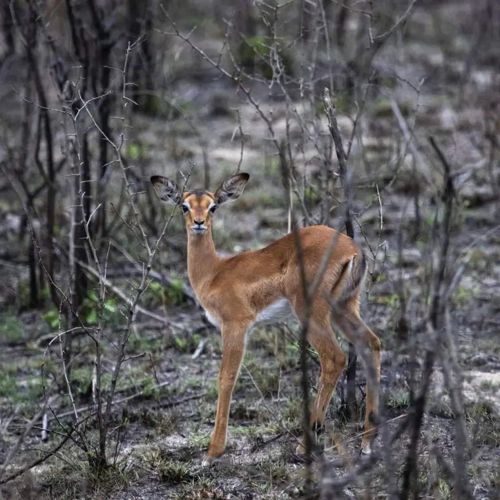 Explore Liuwa, Kafue, South Luangwa NP- Exploring Zambia's Wilderness for 15 days with Adventure Purists Ltd. and discover unforgettable experiences - Photo 2