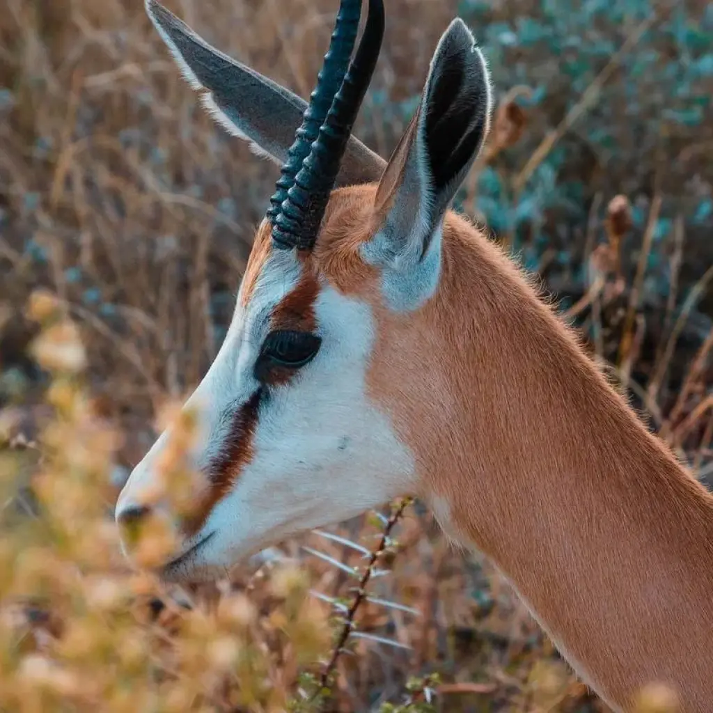 Explore Zambia's Best Parks for 9 days with Adventure Purists Ltd. and discover unforgettable experiences - Photo 2