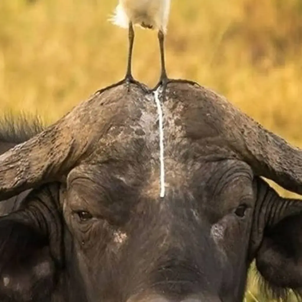 Explore 6 Days Semi Luxury Safari for 6 days with Africa Outland Safaris and discover unforgettable experiences - Photo 2