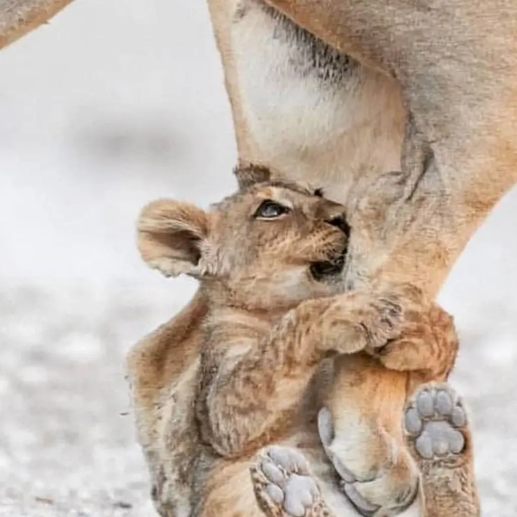 Explore 5 Days living Among lions luxury ,Tanzania safari. for 5 days with Africa Outland Safaris and discover unforgettable experiences - Photo 2