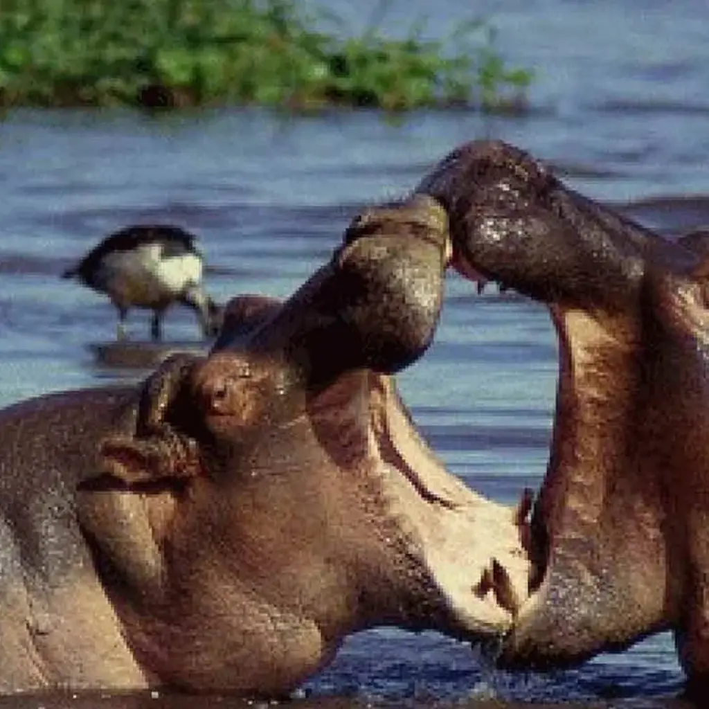 Explore 6 Days Tanzania Great Rift valley luxury safari for 6 days with Africa Outland Safaris and discover unforgettable experiences - Photo 2