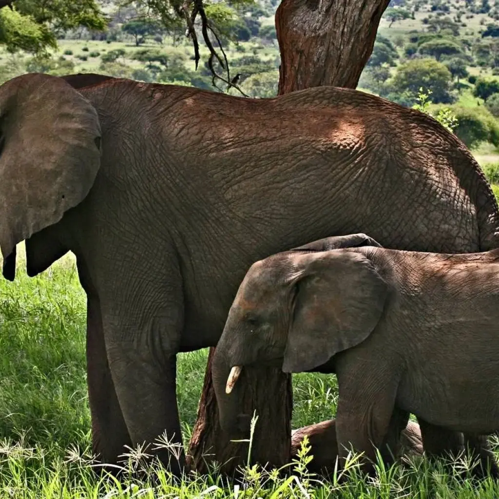 Explore 4 Days Serengeti camping private for 4 Pax for 4 days with Africa Outland Safaris and discover unforgettable experiences - Photo 2