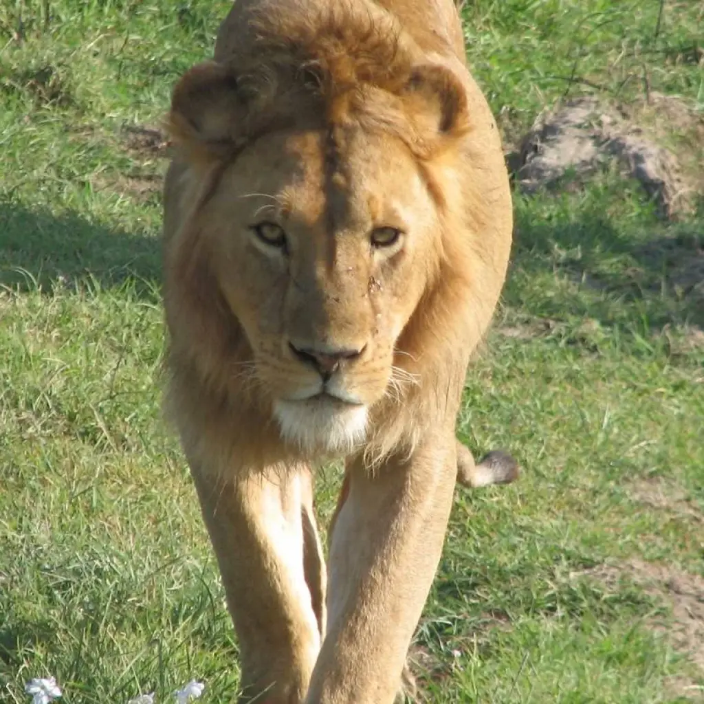 Explore Cape Town to Victoria Falls 22 Days Overlanding for 22 days with Africa Travel Co. and discover unforgettable experiences - Photo 2