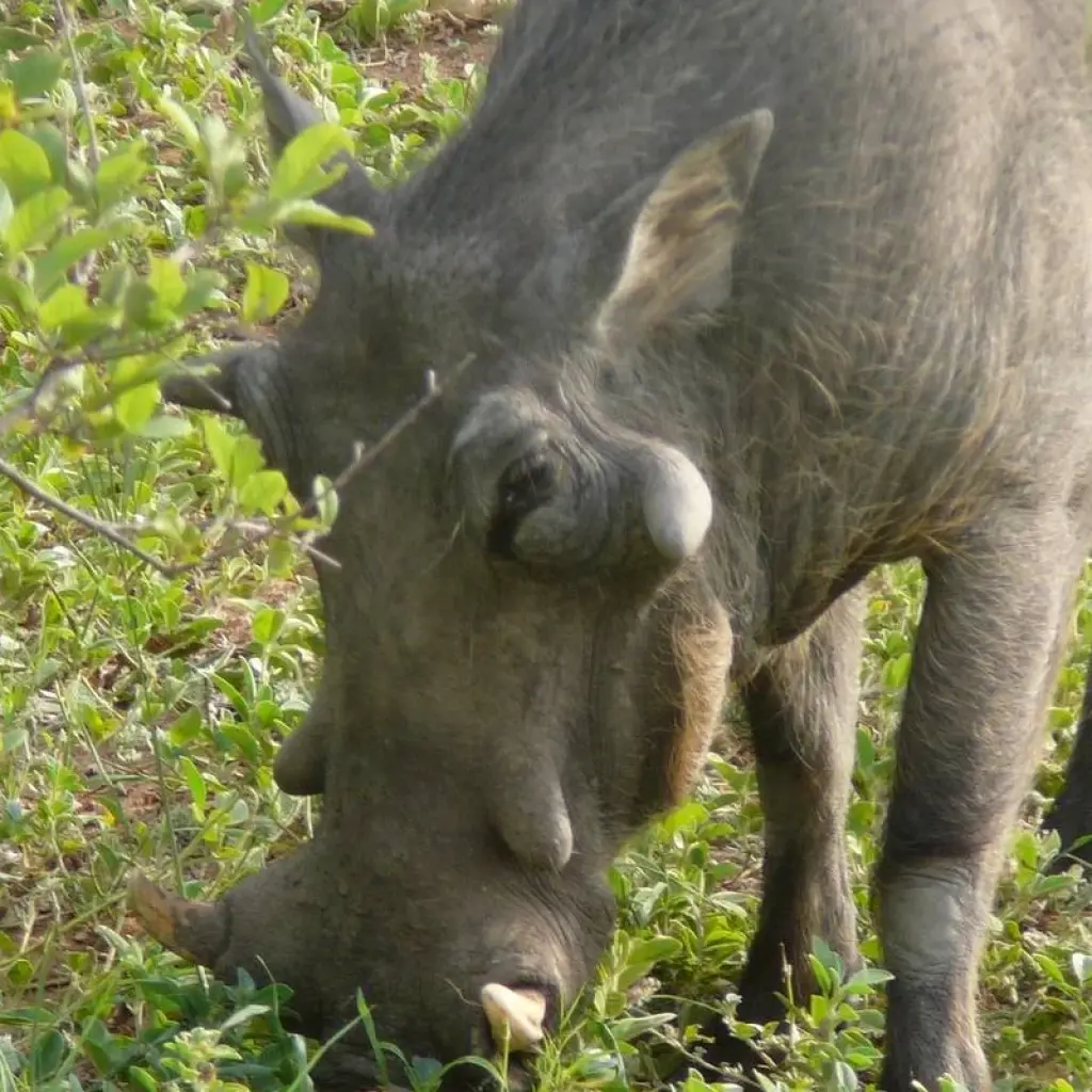 Explore Victoria Falls to Cape Town 22 Days Overlanding for 22 days with Africa Travel Co. and discover unforgettable experiences - Photo 2