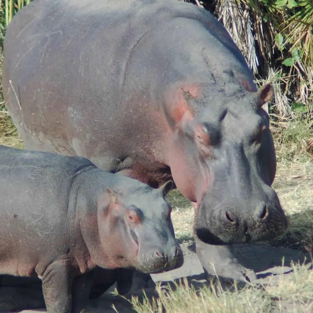 Explore Nairobi To Nairobi 11 Days Overlanding for 11 days with Africa Travel Co. and discover unforgettable experiences - Photo 3