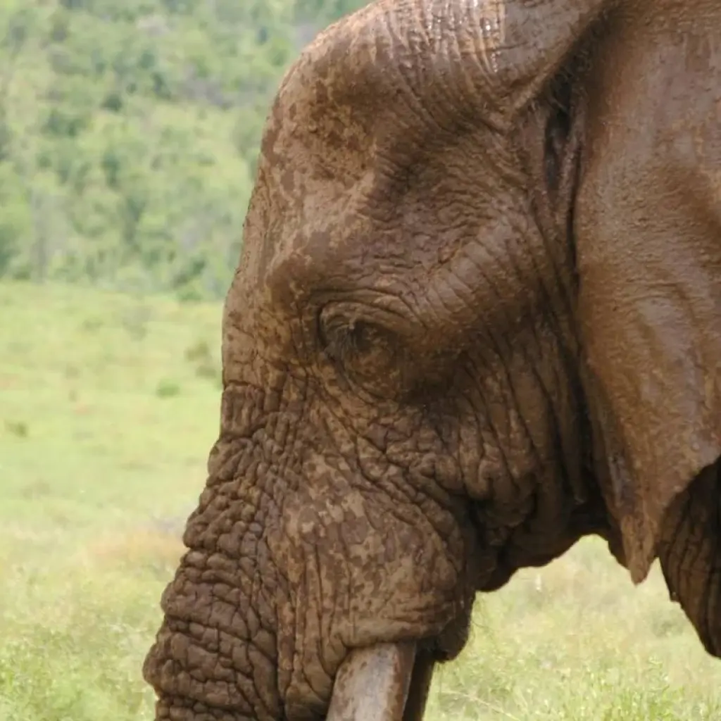 Explore 3 Days Jumbo Elephants Safari in Amboseli for 3 days with African Breeze Safaris and discover unforgettable experiences - Photo 2