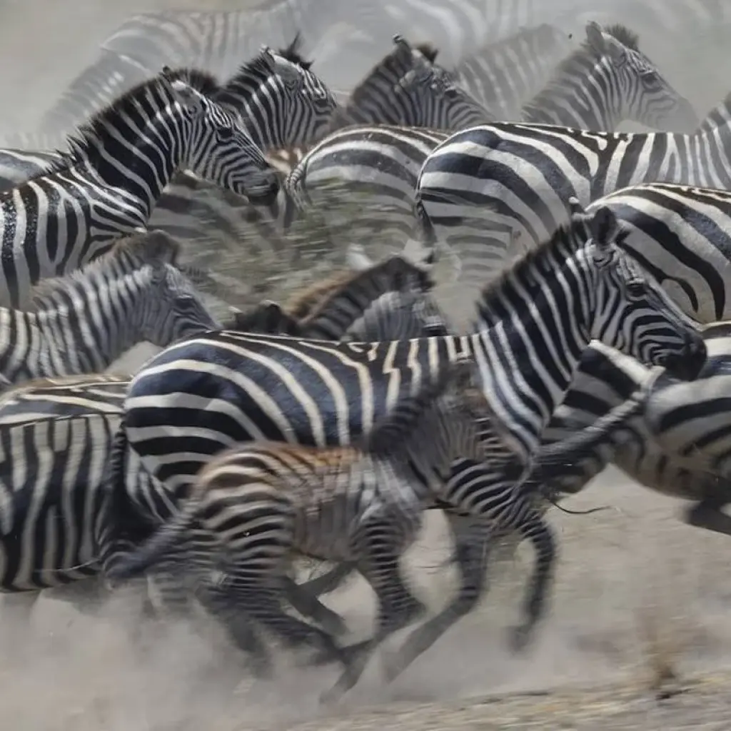 Explore 6 Days Bird watching safari (Masai Mara & the Lakes) for 6 days with African Breeze Safaris and discover unforgettable experiences - Photo 2