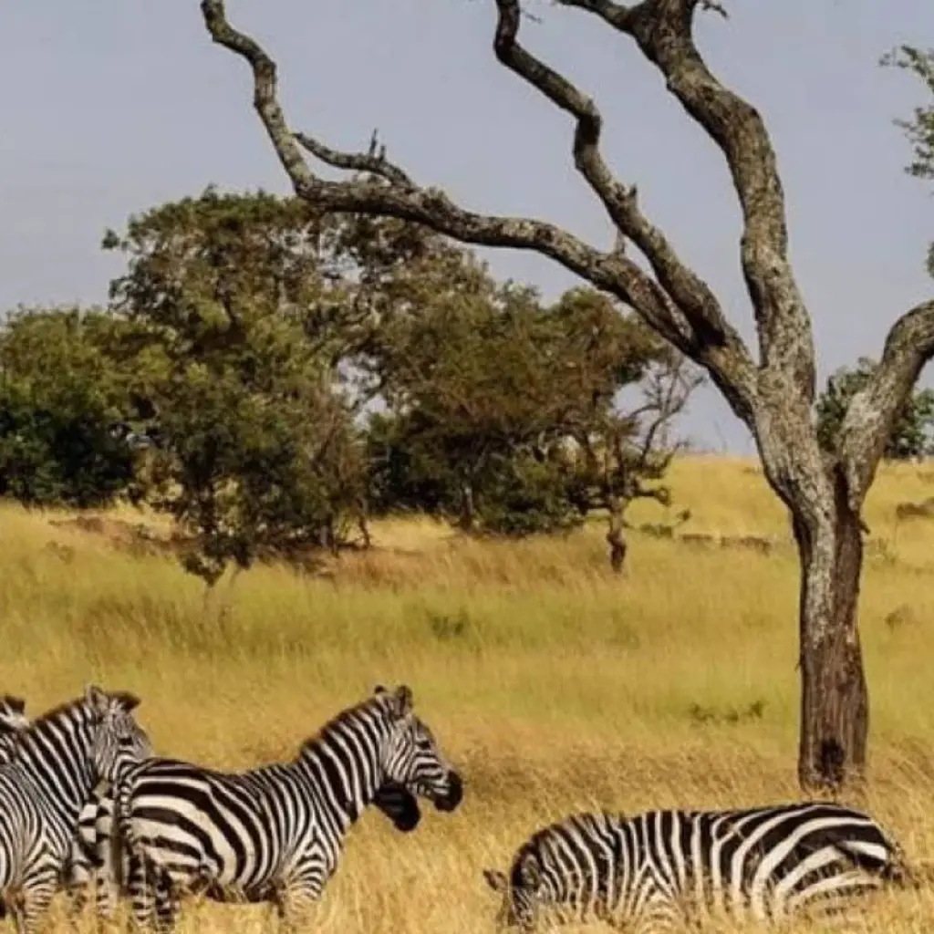 Explore 5 -Day Amboseli- Tsavo West - East -Mombasa drop off for 5 days with African Breeze Safaris and discover unforgettable experiences - Photo 2
