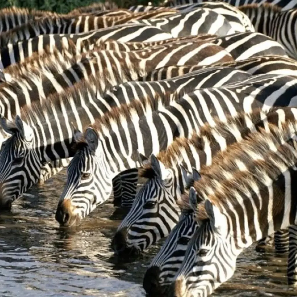 Explore 7 Days Big five Watch safari for 7 days with African Breeze Safaris and discover unforgettable experiences - Photo 2
