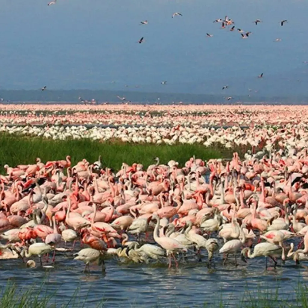 Explore 7 Days Masai Mara, the lakes & Amboseli safari. for 7 days with African Breeze Safaris and discover unforgettable experiences - Photo 2