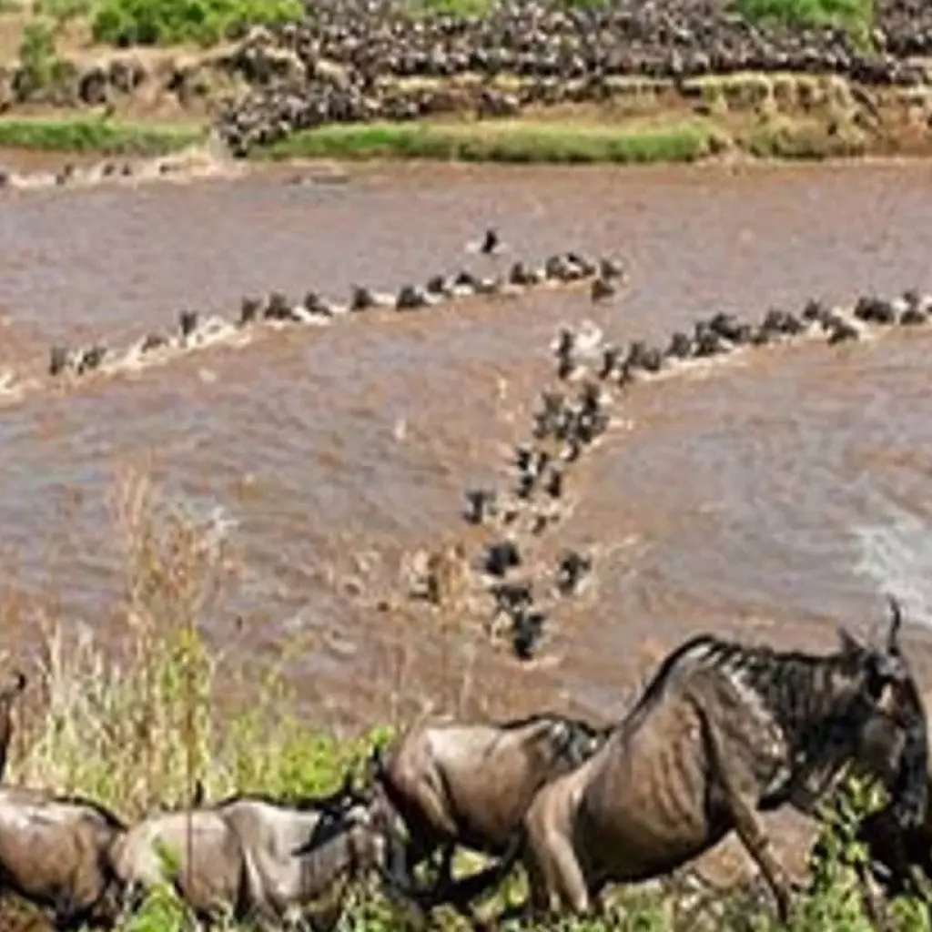 Explore Kenya Round Trip Safari for 8 days with Africa Venture Safaris and discover unforgettable experiences - Photo 2
