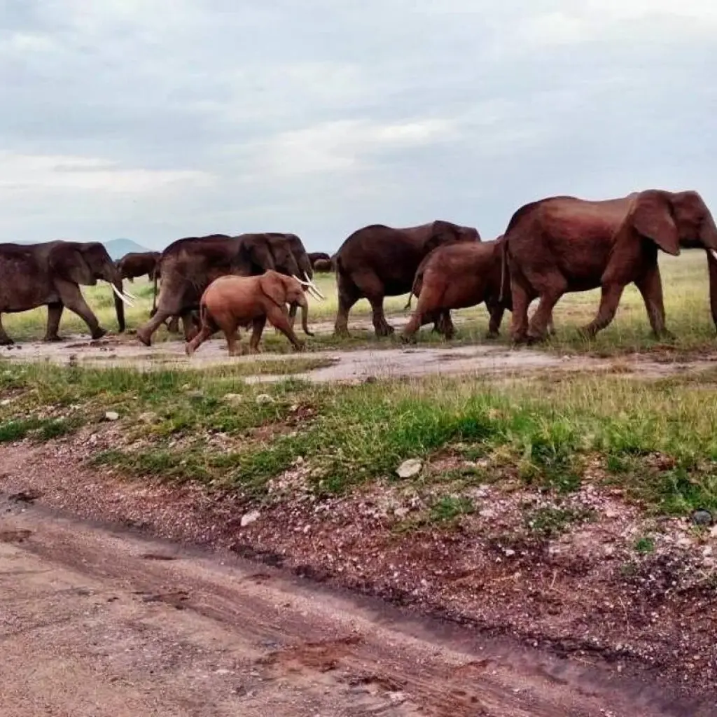 Explore Kenya and Tanzania Overland Safari - 14 Days for 14 days with Africa Venture Safaris and discover unforgettable experiences - Photo 2