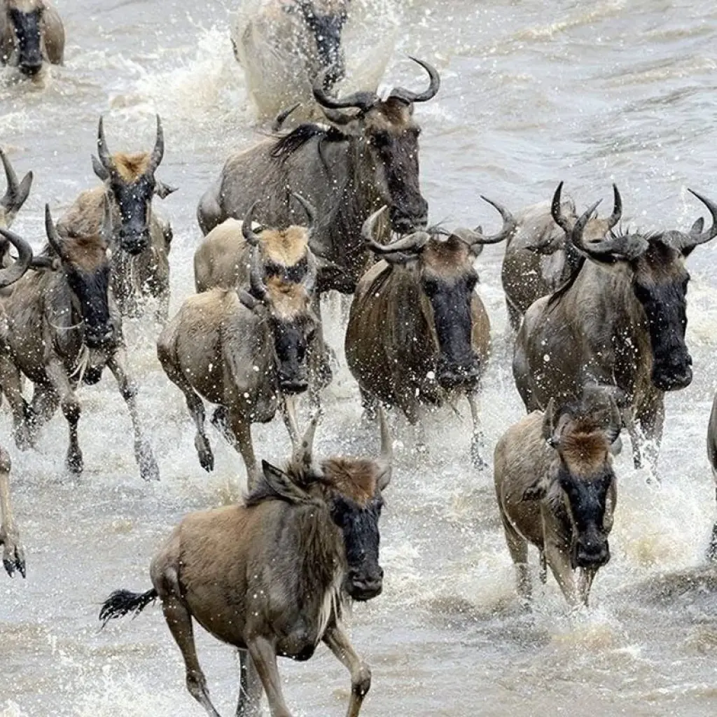 Explore Maasai Mara Wildebeest Migration 2023 - 2024 Safari for 6 days with Africa Venture Safaris and discover unforgettable experiences - Photo 2