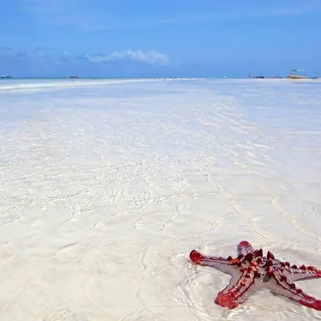 Explore Kenya Tanzania and Zanzibar Safari + Beach for 10 days with Africa Venture Safaris and discover unforgettable experiences - Photo 2