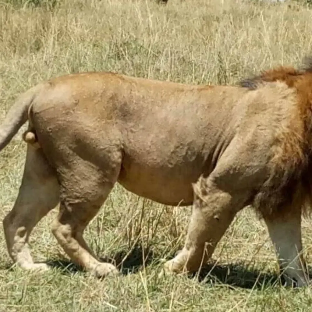 Explore Explore Kenya and Tanzania in 8 Days for 8 days with Africa Venture Safaris and discover unforgettable experiences - Photo 2