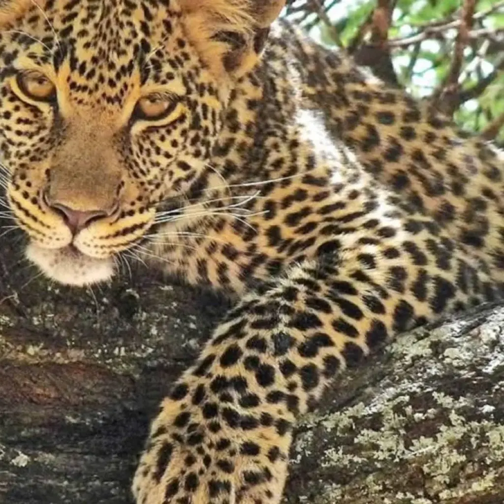 Explore Discover Tarangire National Park in 1-day for 1 days with Africa Natural Tours and discover unforgettable experiences - Photo 2