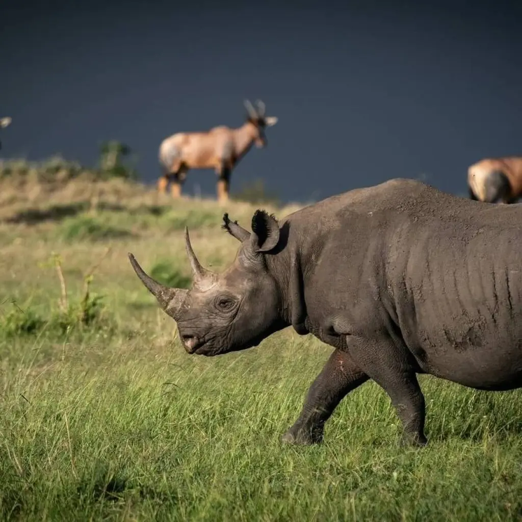 Explore 4-Days Private Midrange Safari: Serengeti National Park for 4 days with African Polecat Safaris and discover unforgettable experiences - Photo 2