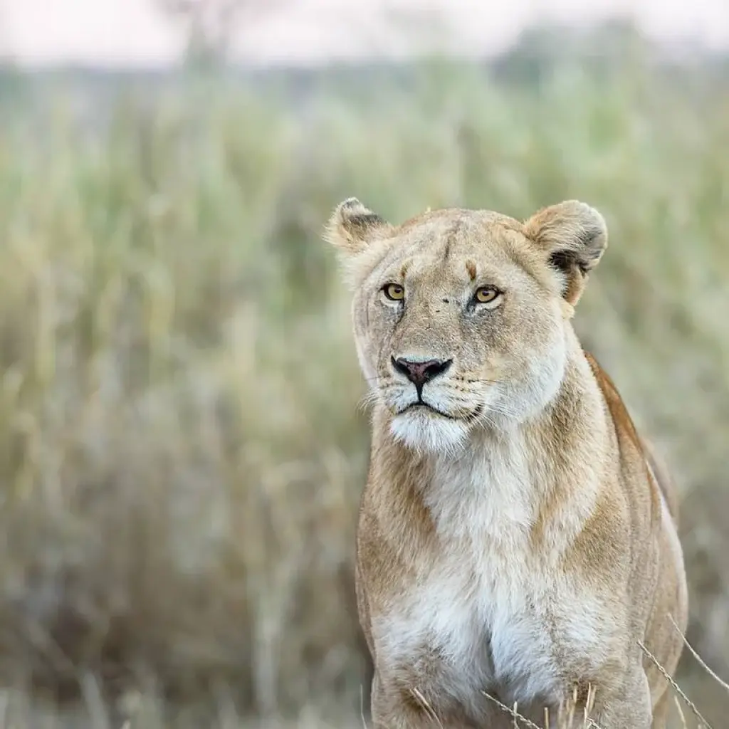 Explore 1-Day Lake Manyara Private Experience for 1 days with African Polecat Safaris and discover unforgettable experiences - Photo 2