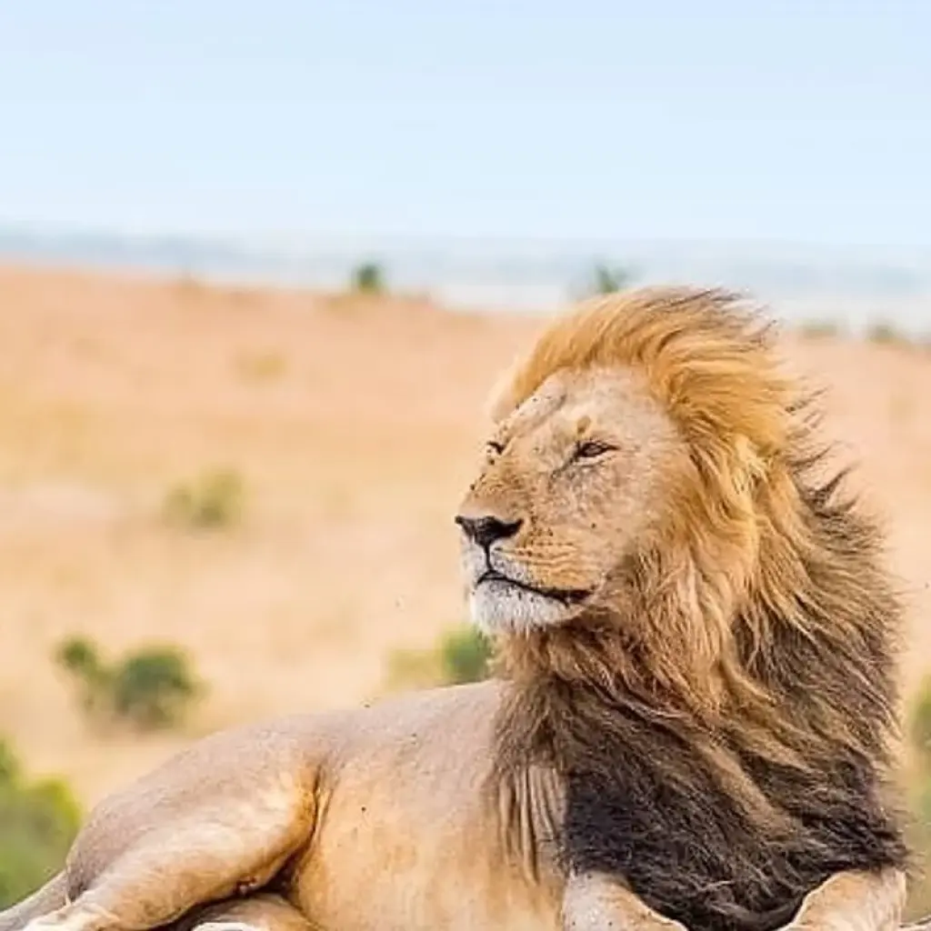 Explore 3-Days Private Camping Safari Visiting Serengeti and Ngorongoro National parks for 3 days with African Polecat Safaris and discover unforgettable experiences - Photo 2