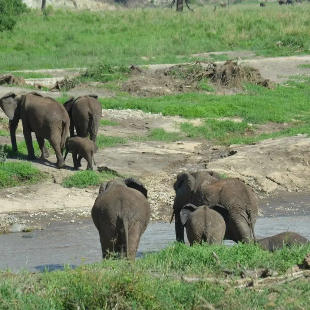 Explore 4-Days Private luxury Safari Visiting Tarangire, Ngorongoro Crater and Lake Manyara for 4 days with African Polecat Safaris and discover unforgettable experiences - Photo 2