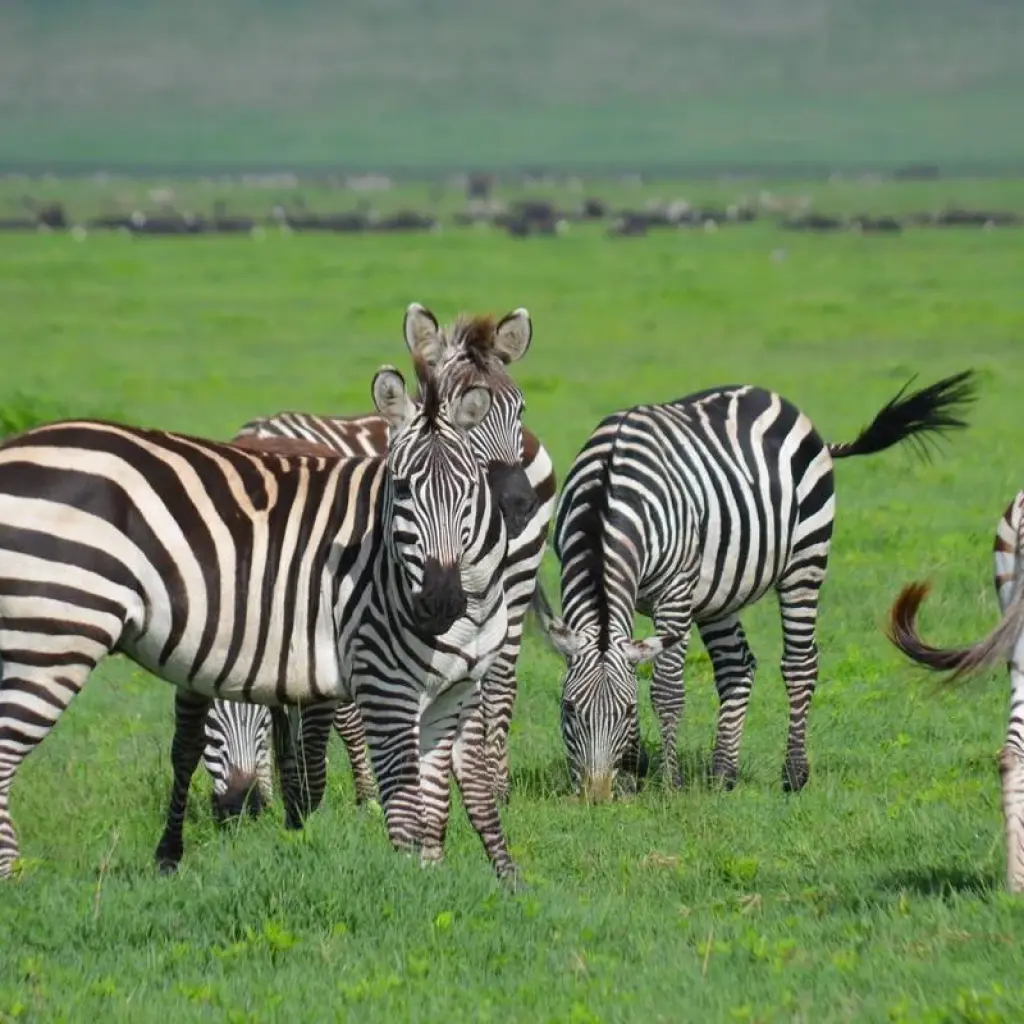 Explore 7-Days Mid-range Safari Lodge Experience visiting all National Parks including Kilimanjaro Day Hiking for 7 days with African Polecat Safaris and discover unforgettable experiences - Photo 2