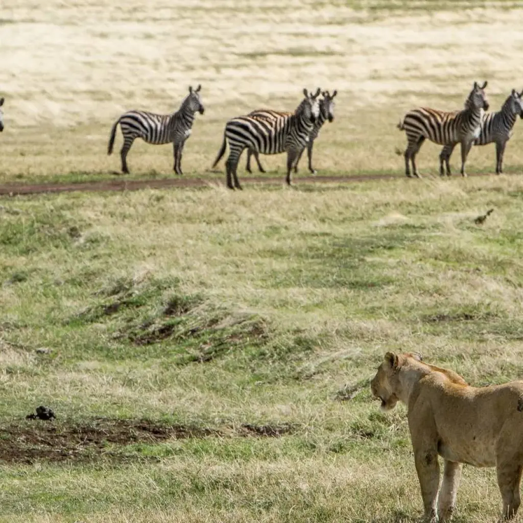 Explore 2-Day Epic Safari Best of Tarangire and Manyara for 2 days with Afrishare Trekking And Safaris and discover unforgettable experiences - Photo 2
