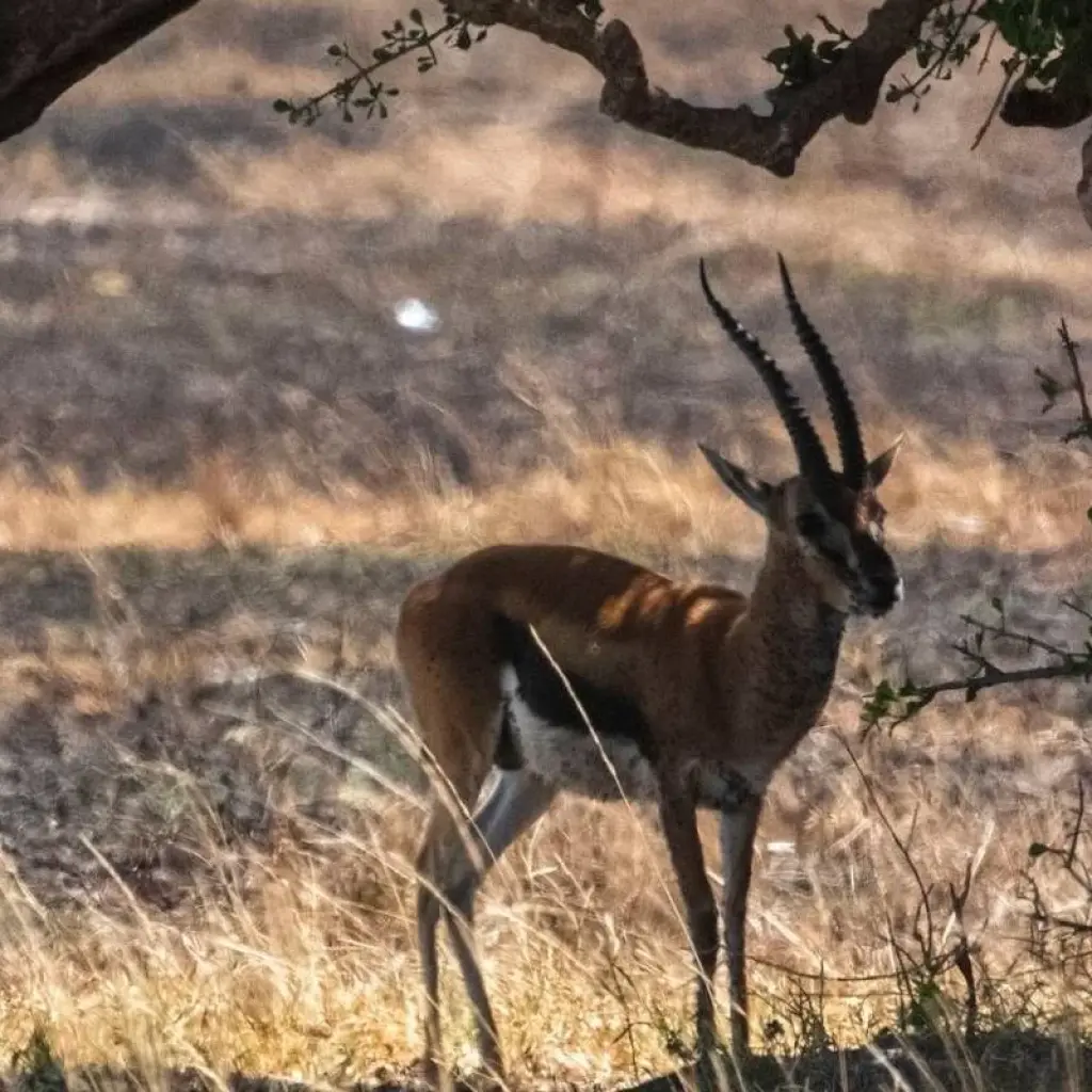 Explore 7 Day Kenya and Tanzania combine safari for 7 days with Afrishare Trekking And Safaris and discover unforgettable experiences - Photo 2